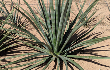 Agave Pacifica - Wild Agave used to make Bacanora